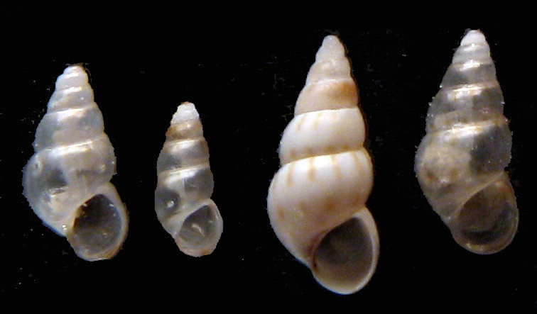 Rissoa similis: variet� di forme dimensioni e scultura